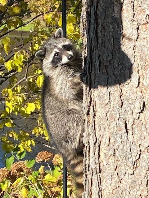 Racoon