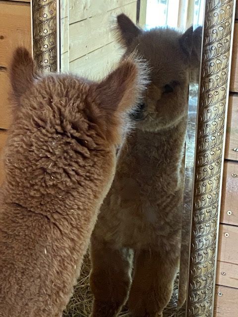 Alpaca