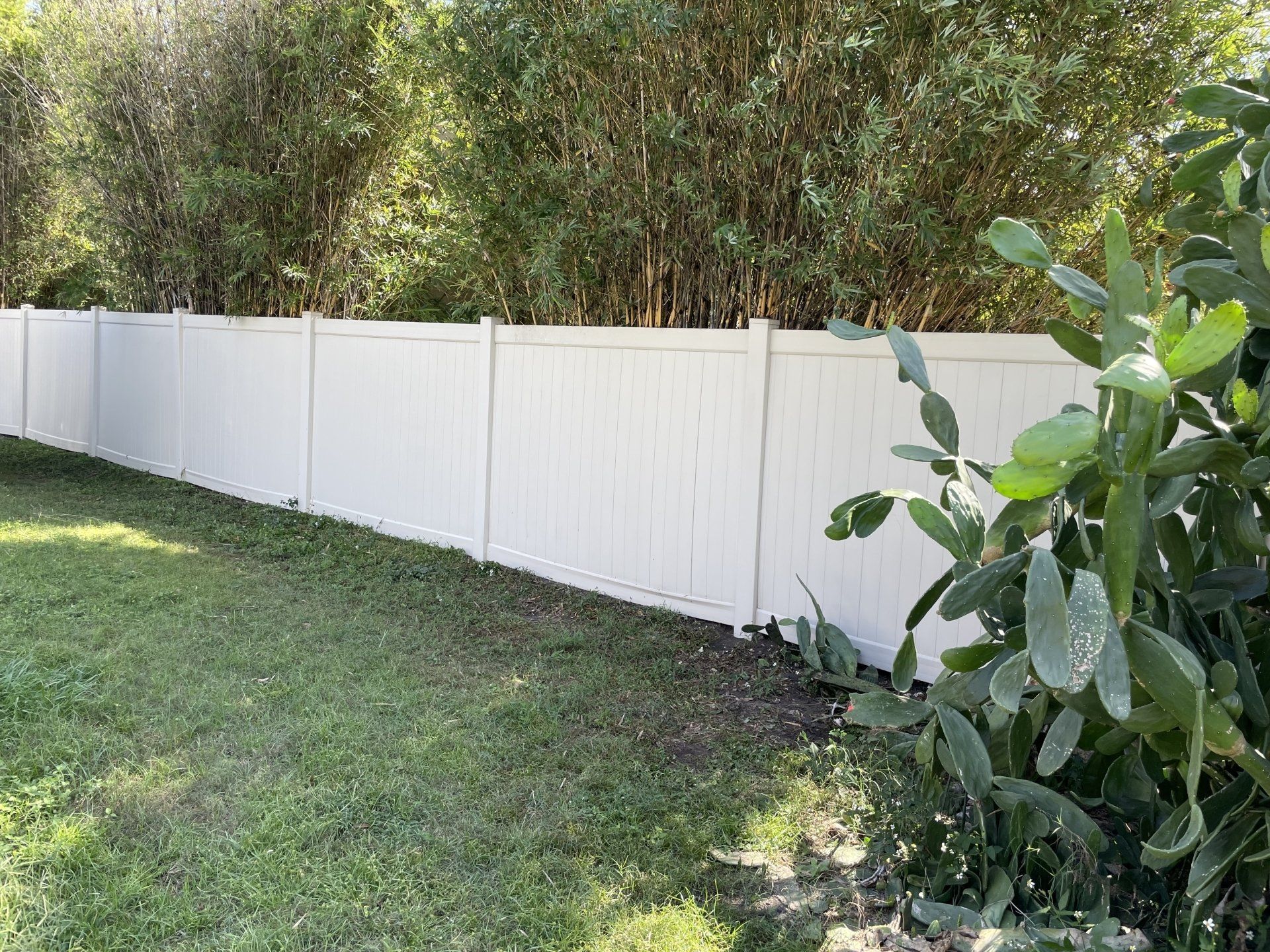 A white vinyl privacy fence stands in a grassy yard, partially obscured by a green prickly pear cactus on the right.