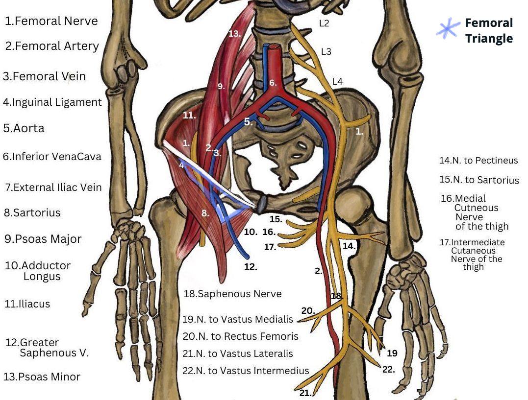 Femoral Nerve Anatomy Femoral Nerve An Overview ScienceDirect Femoral Nerve Anatomy Femoral Nerve An Overview ScienceDirect