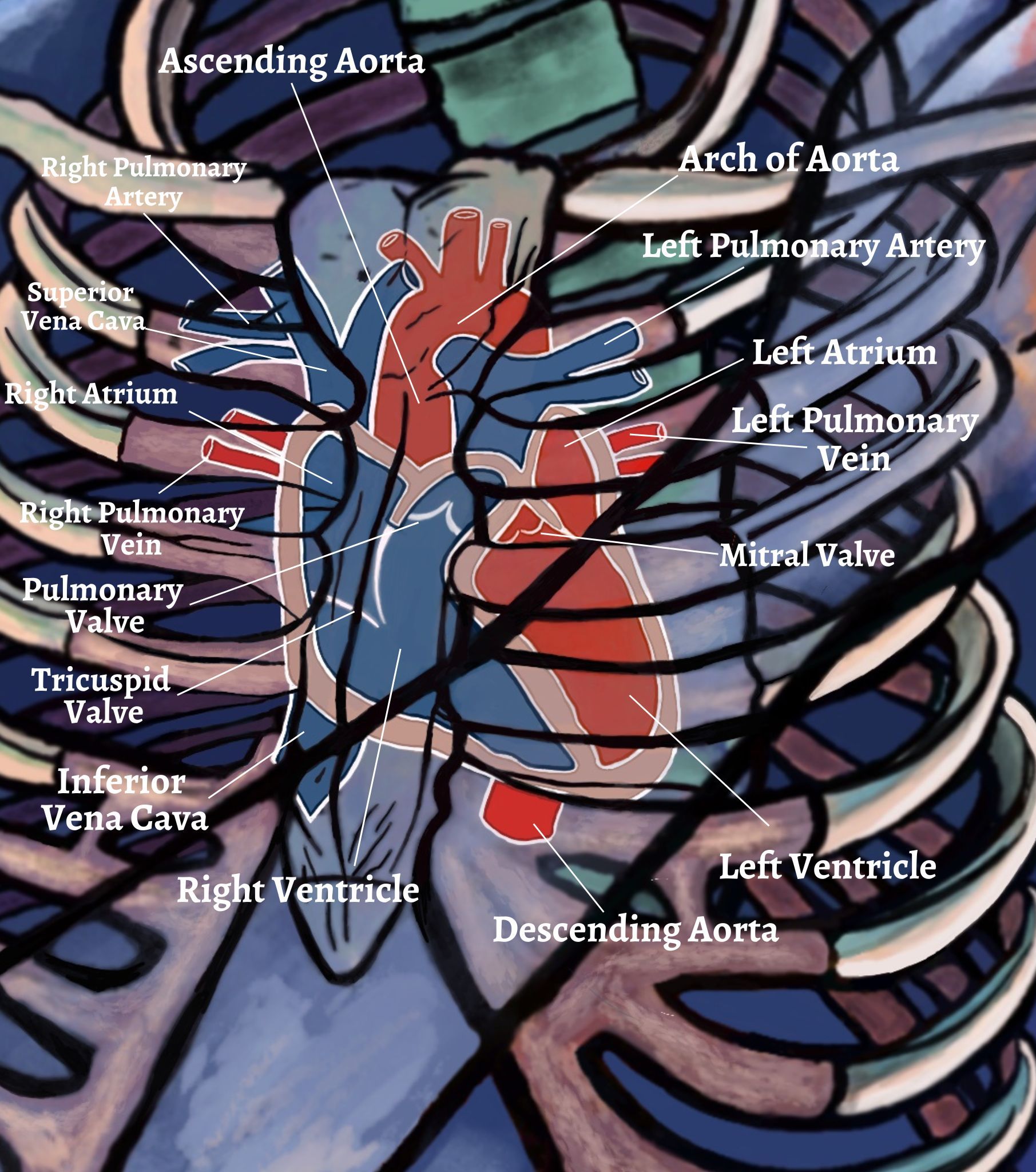 Anatomy of the heart