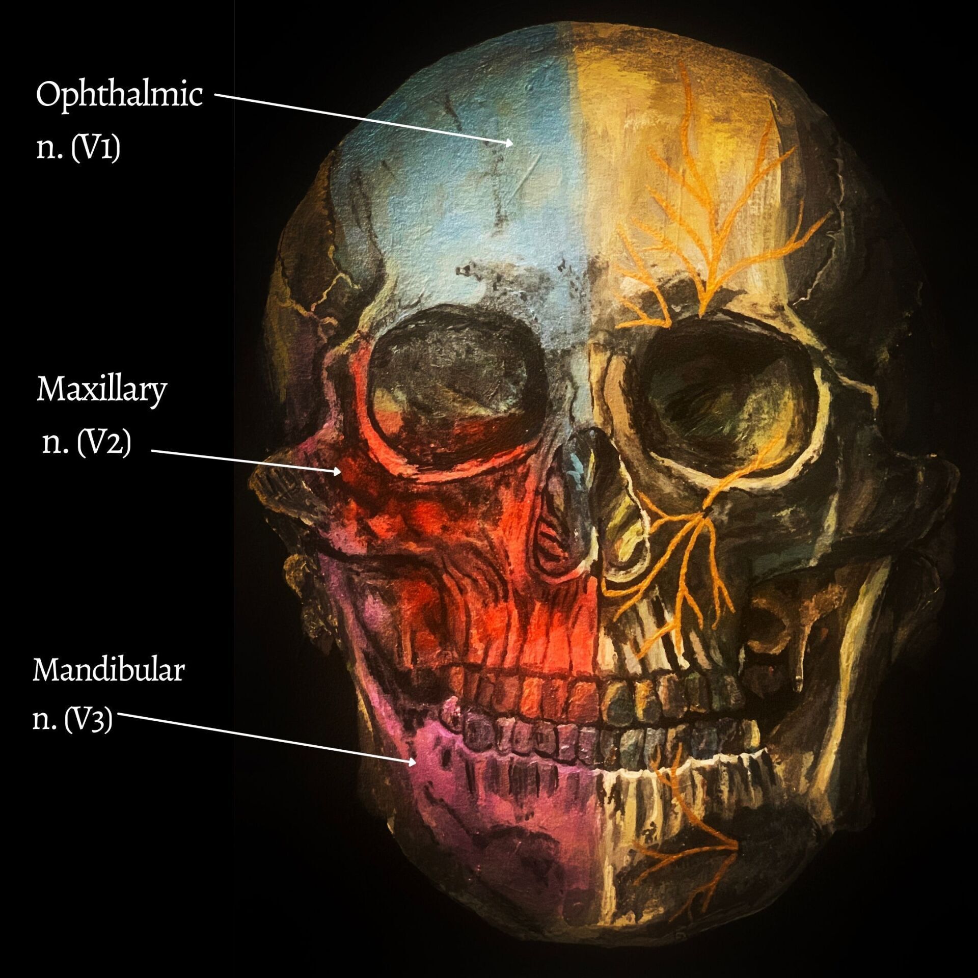 The trigeminal nerve