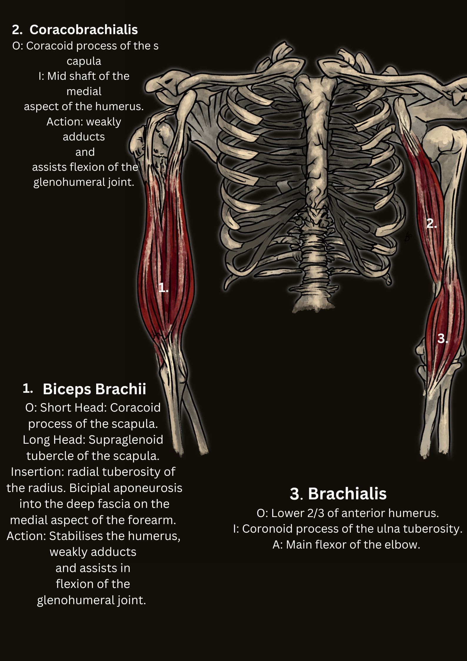 Biceps Tendinitis