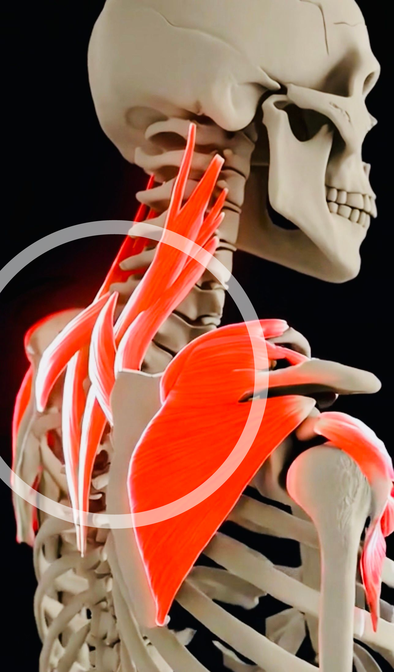 neck muscle anatomy