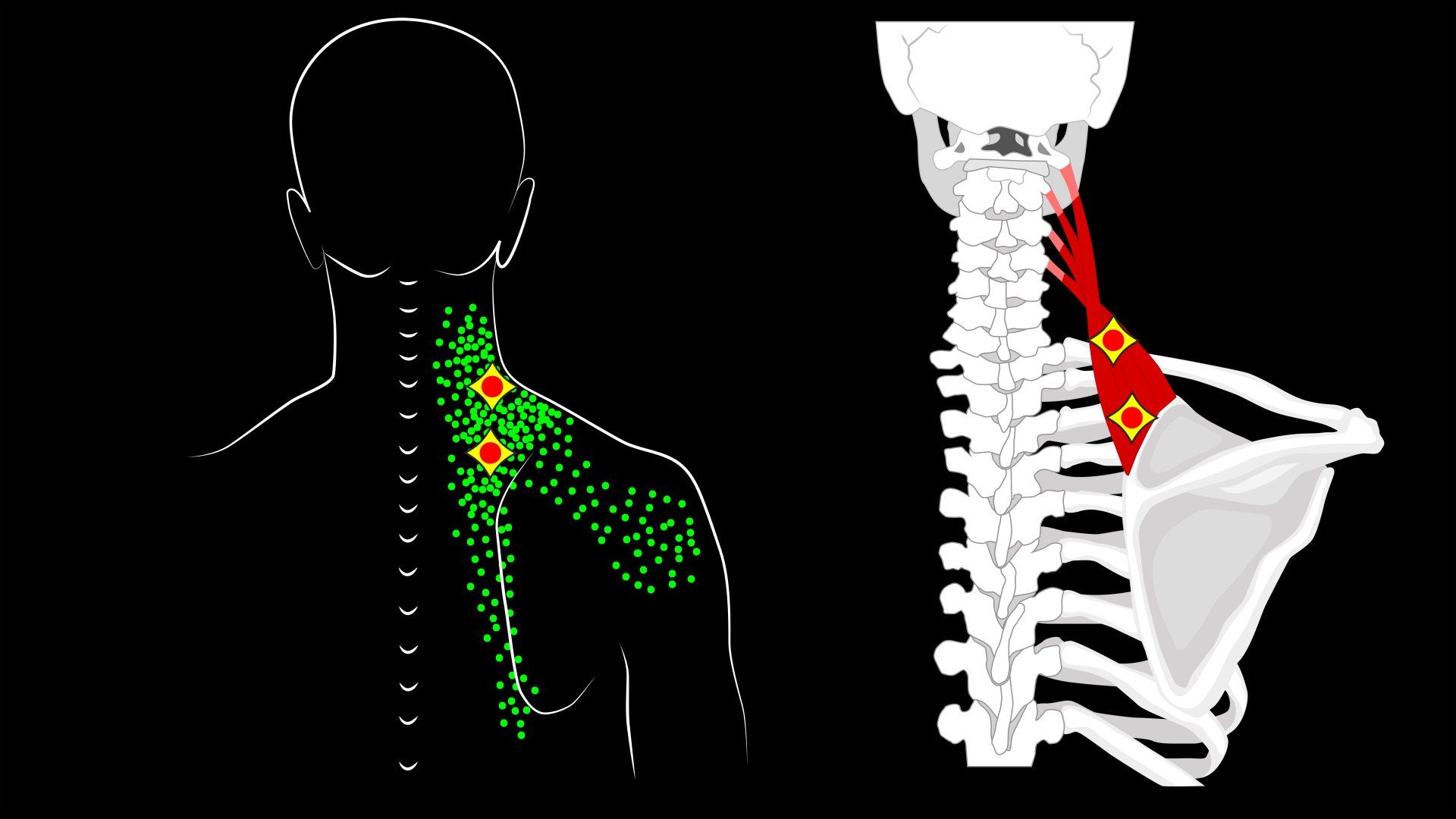 neck anatomy
