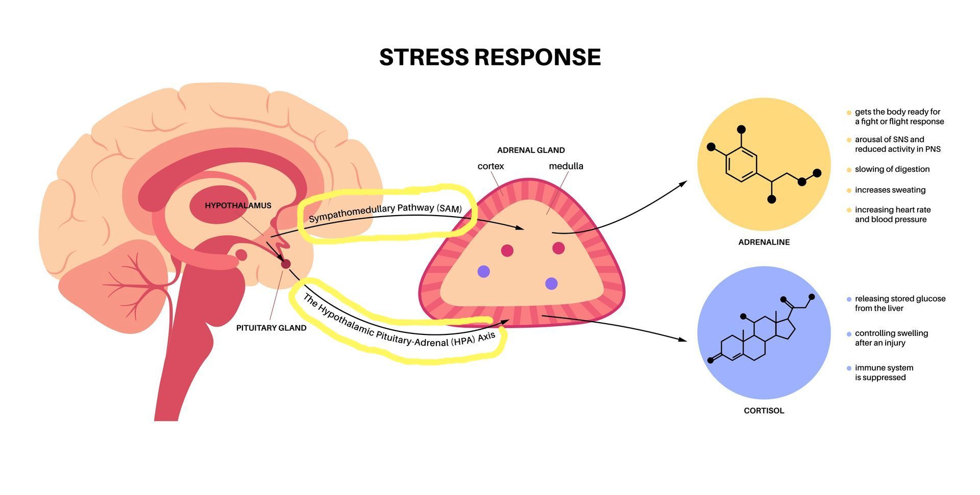 Stress response