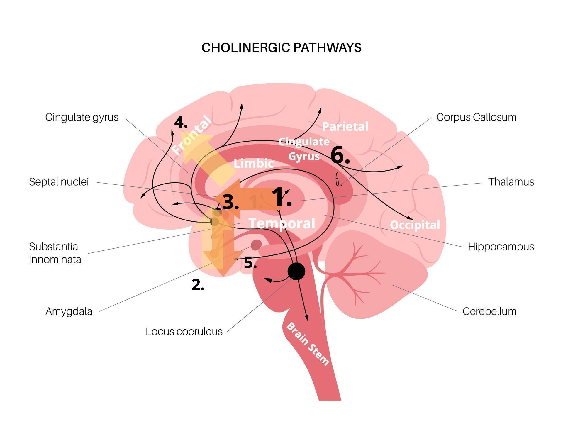 Brain anatomy