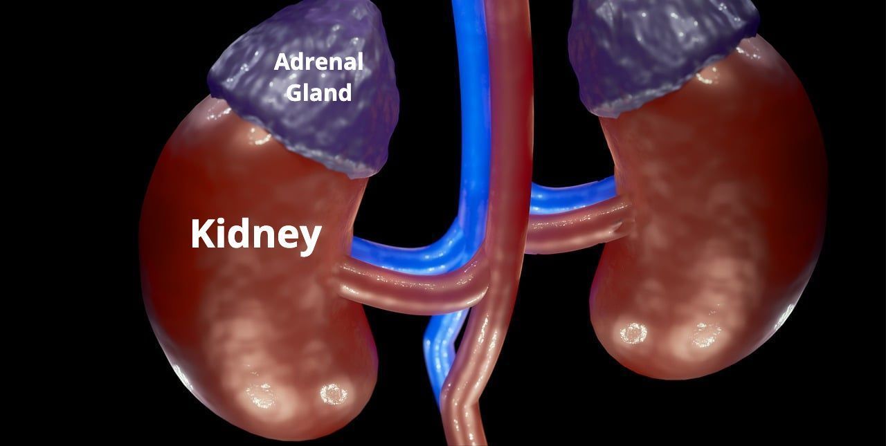 Kidney anatomy