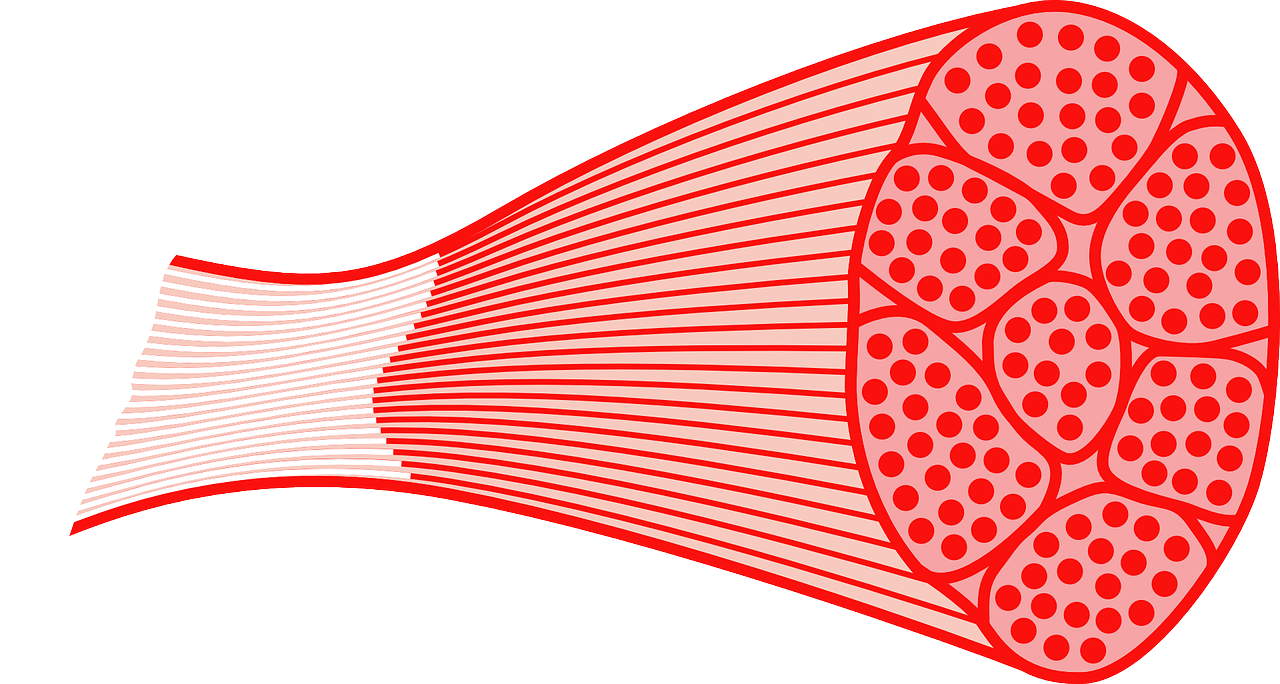 muscle anatomy