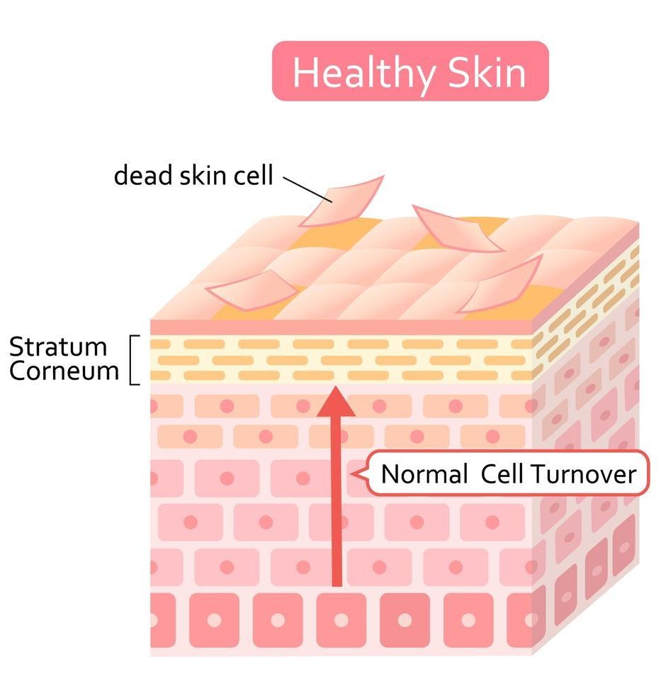 stratum corneum