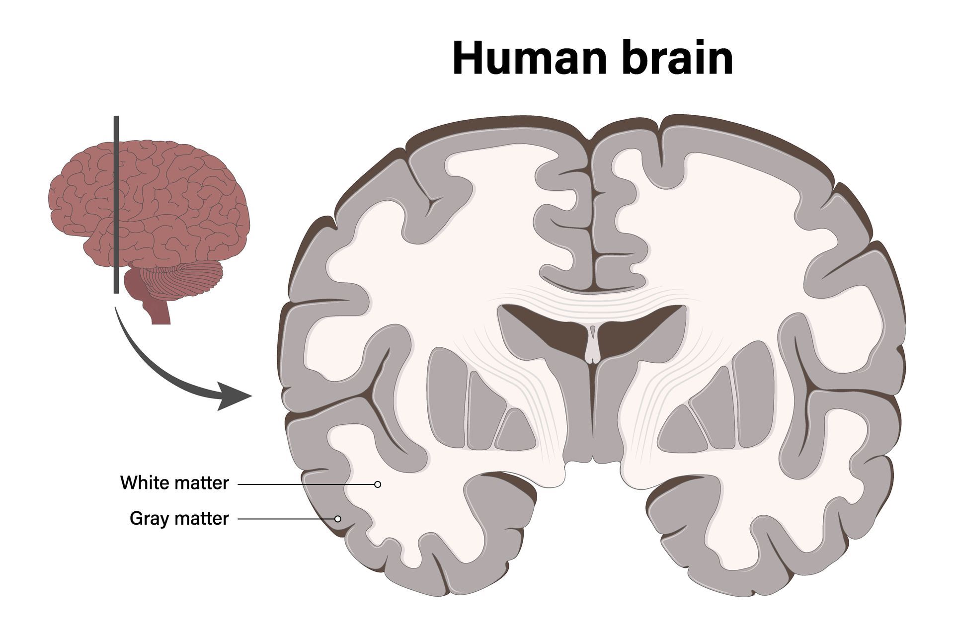 Brain anatomy