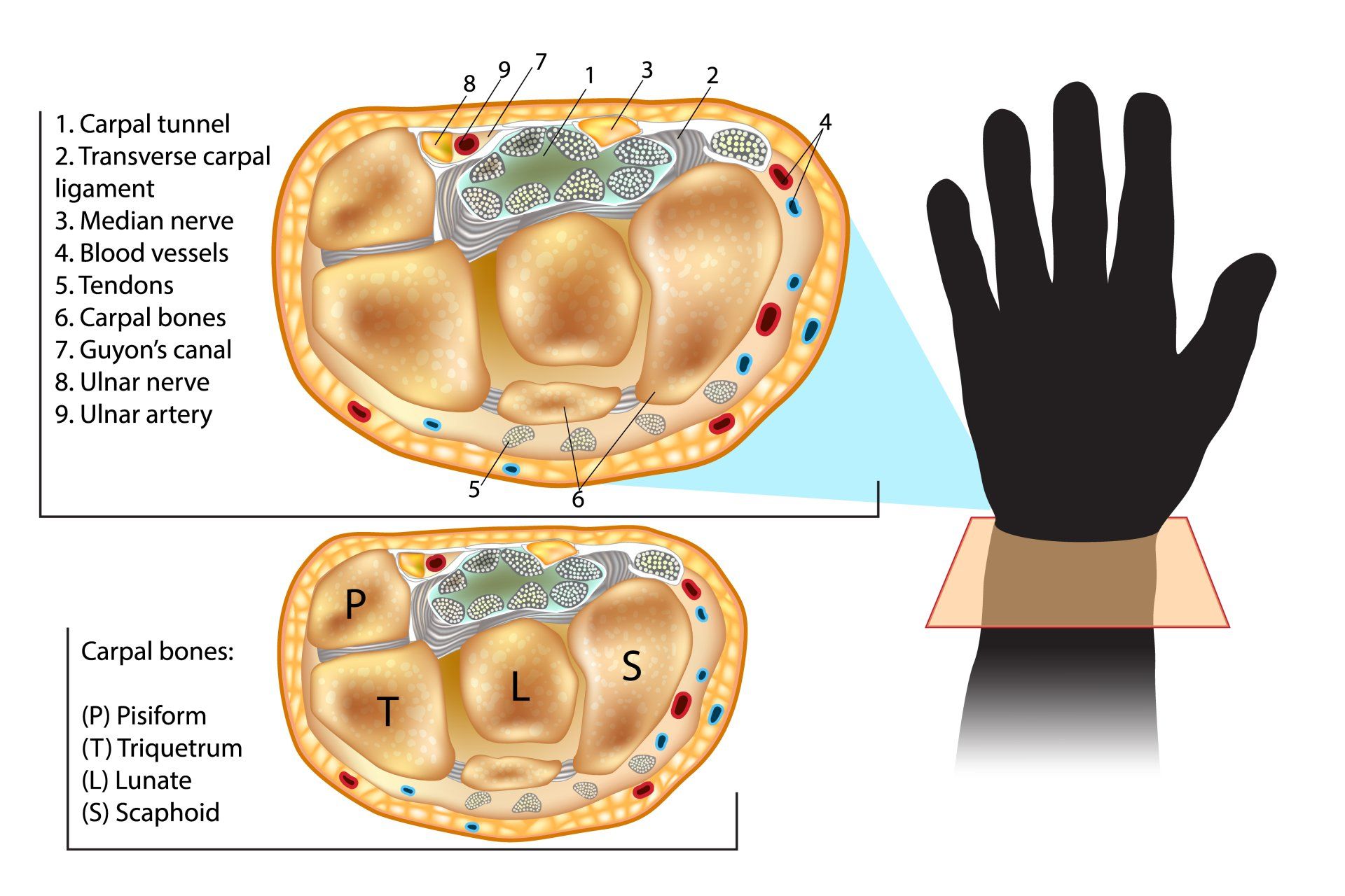wrist anatomy