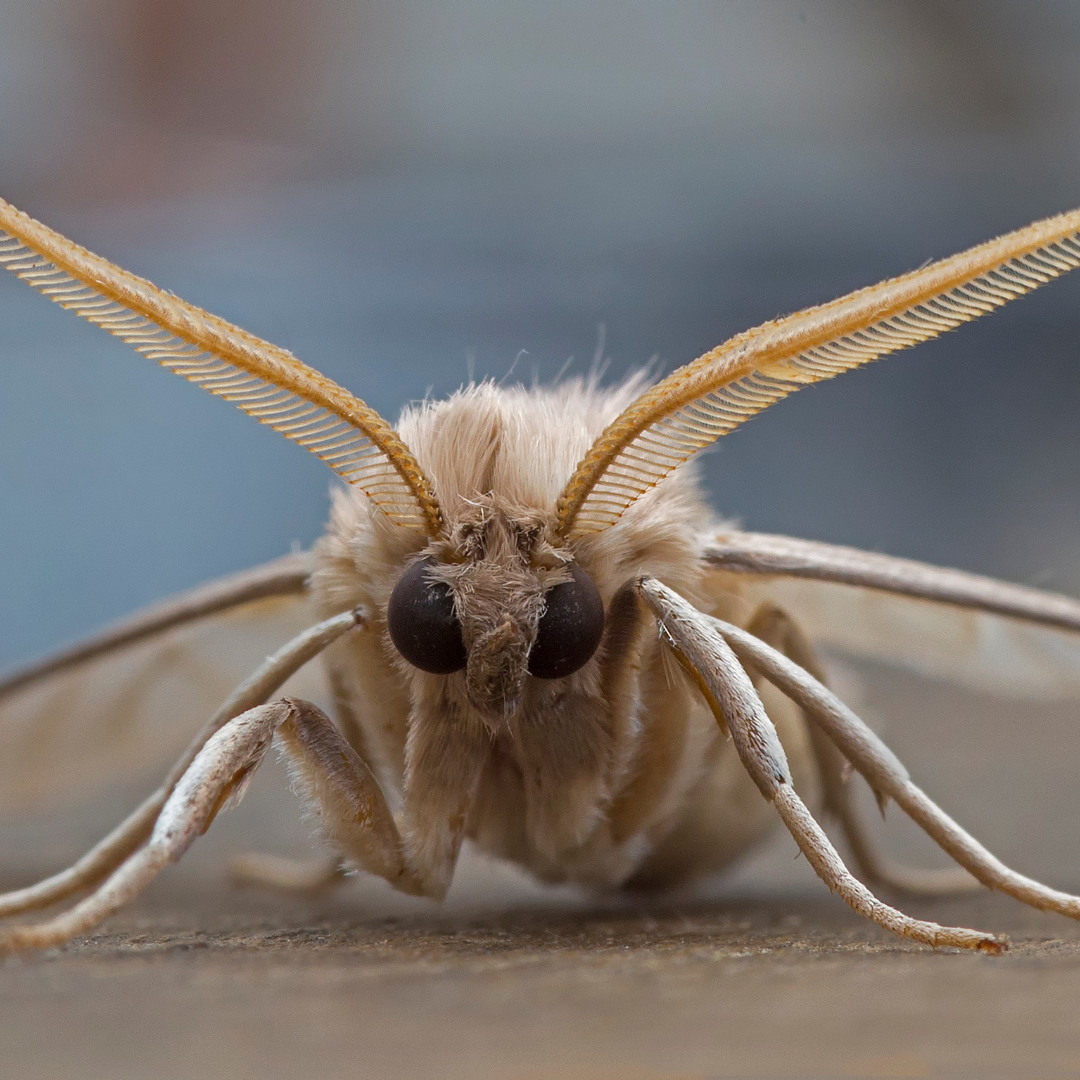 Close-up of a tan moth with feathery antennae and large black eyes.