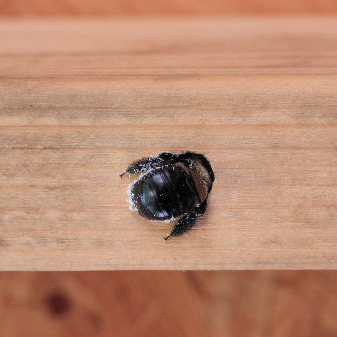 Do Carpenter Bees Sting
