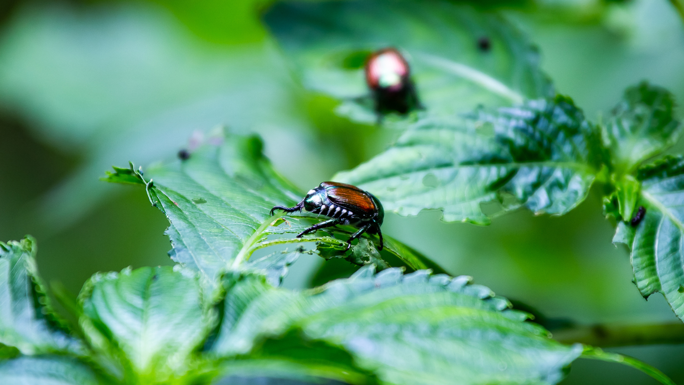 Beetles eating a green leaf outdoors.