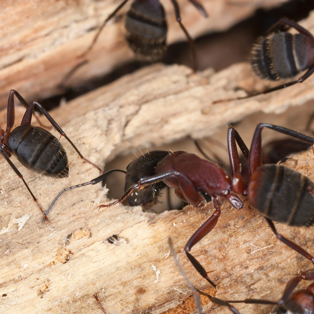 How To Get Rid of Carpenter Ants