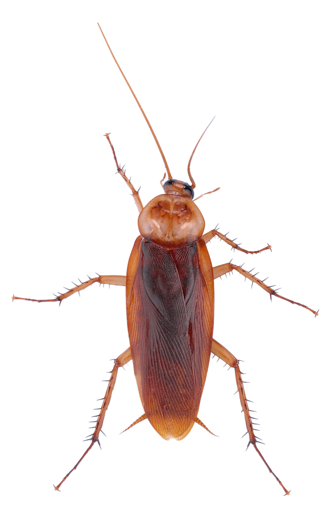 Brown cockroach with long antennae on a white background.