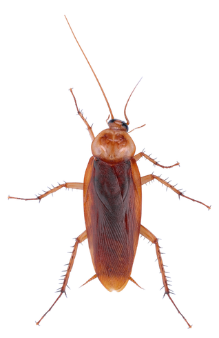 Cockroach, brown body, six legs, long antennae, on white background.