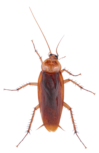 Brown cockroach on a white background, viewed from above, with antennae and six legs visible.