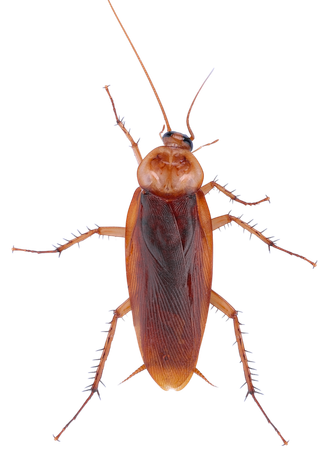 Brown cockroach with long antennae and legs.