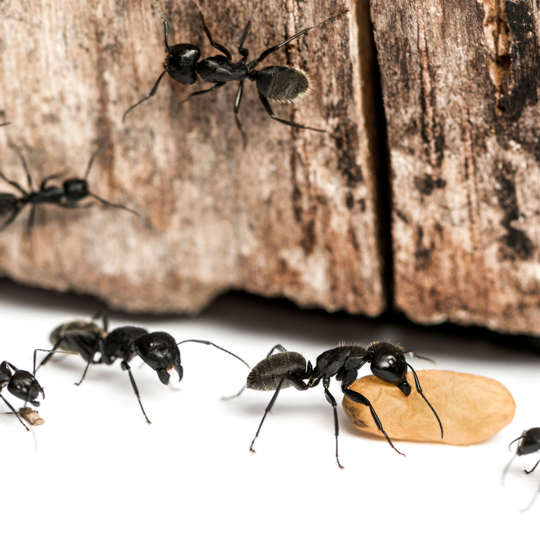 How To Get Rid of Carpenter Ants