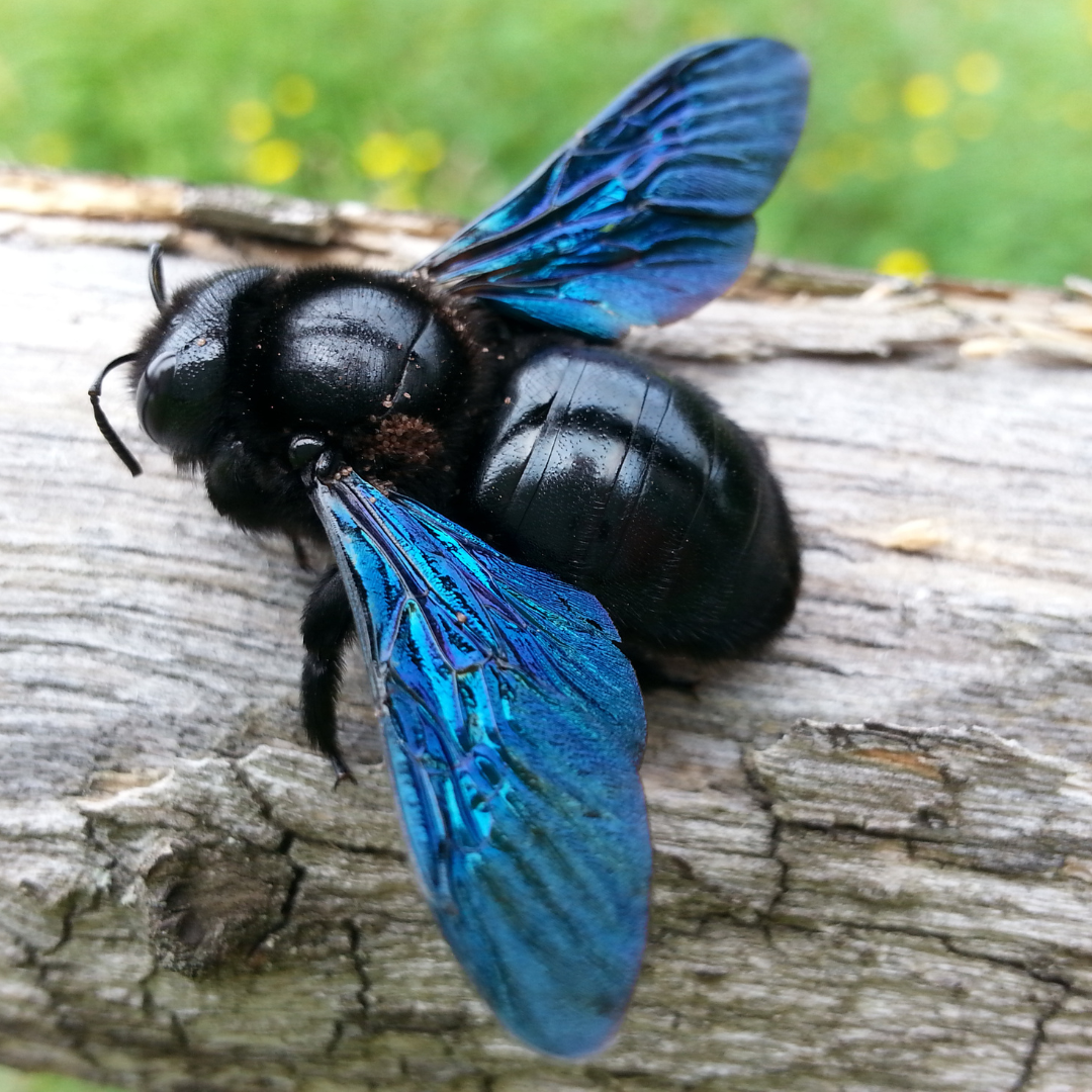 Do Carpenter Bees Sting