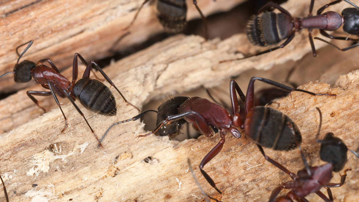 Red and black carpenter ants crawling on and in a piece of wood.