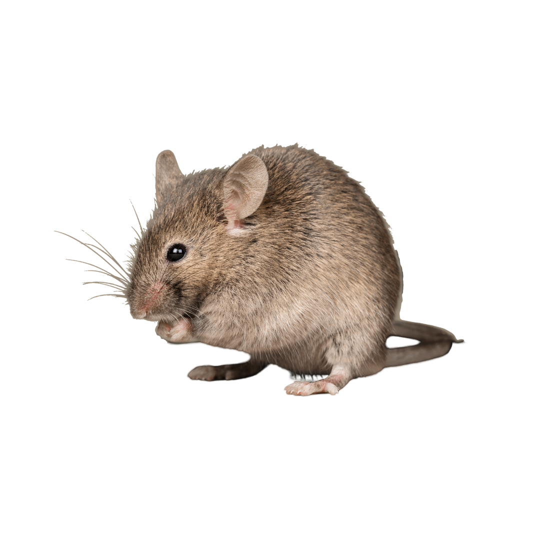Mouse with gray fur, small ears, long whiskers, and a curled tail.