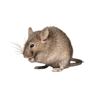 A small brown mouse sits with paws near its mouth, on a white background.