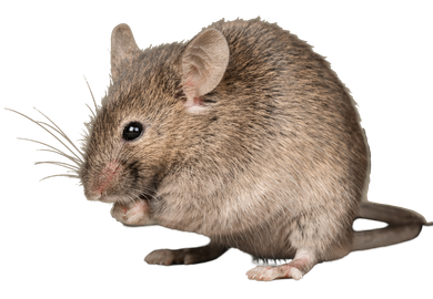 Mouse with gray fur, whiskers, and small ears, looking to the side.