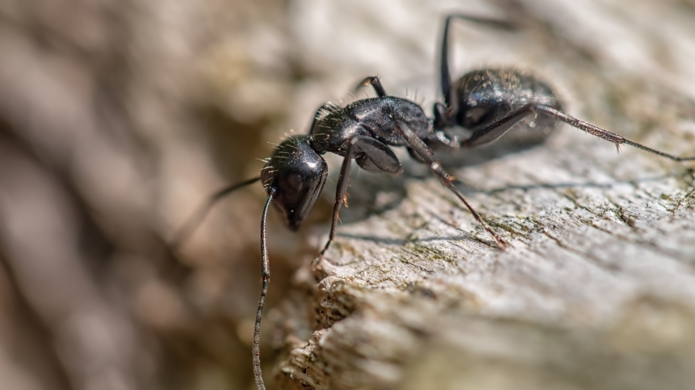 A black ant is sitting on top of a rock.