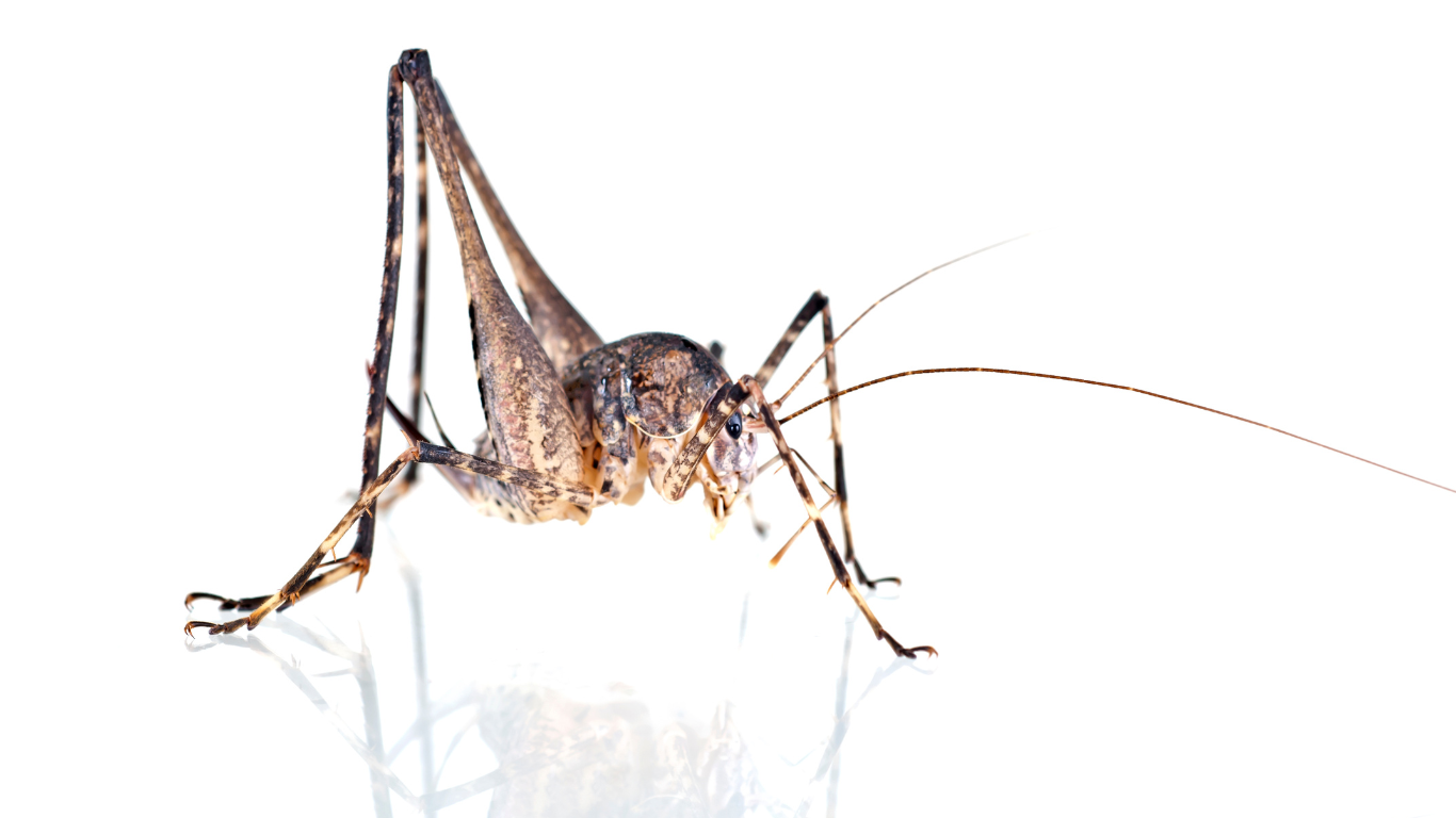 Brown cricket with long legs and antennae, standing on a white surface.