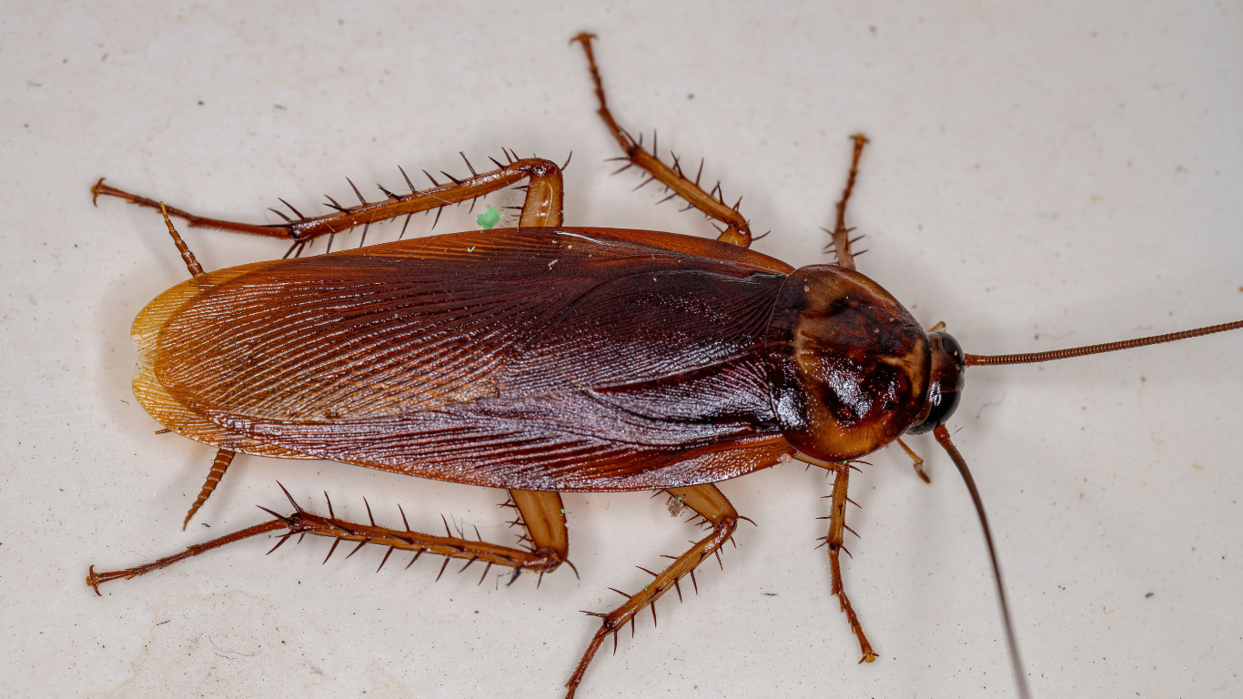Brown cockroach on a light-colored surface, antennae and legs visible.