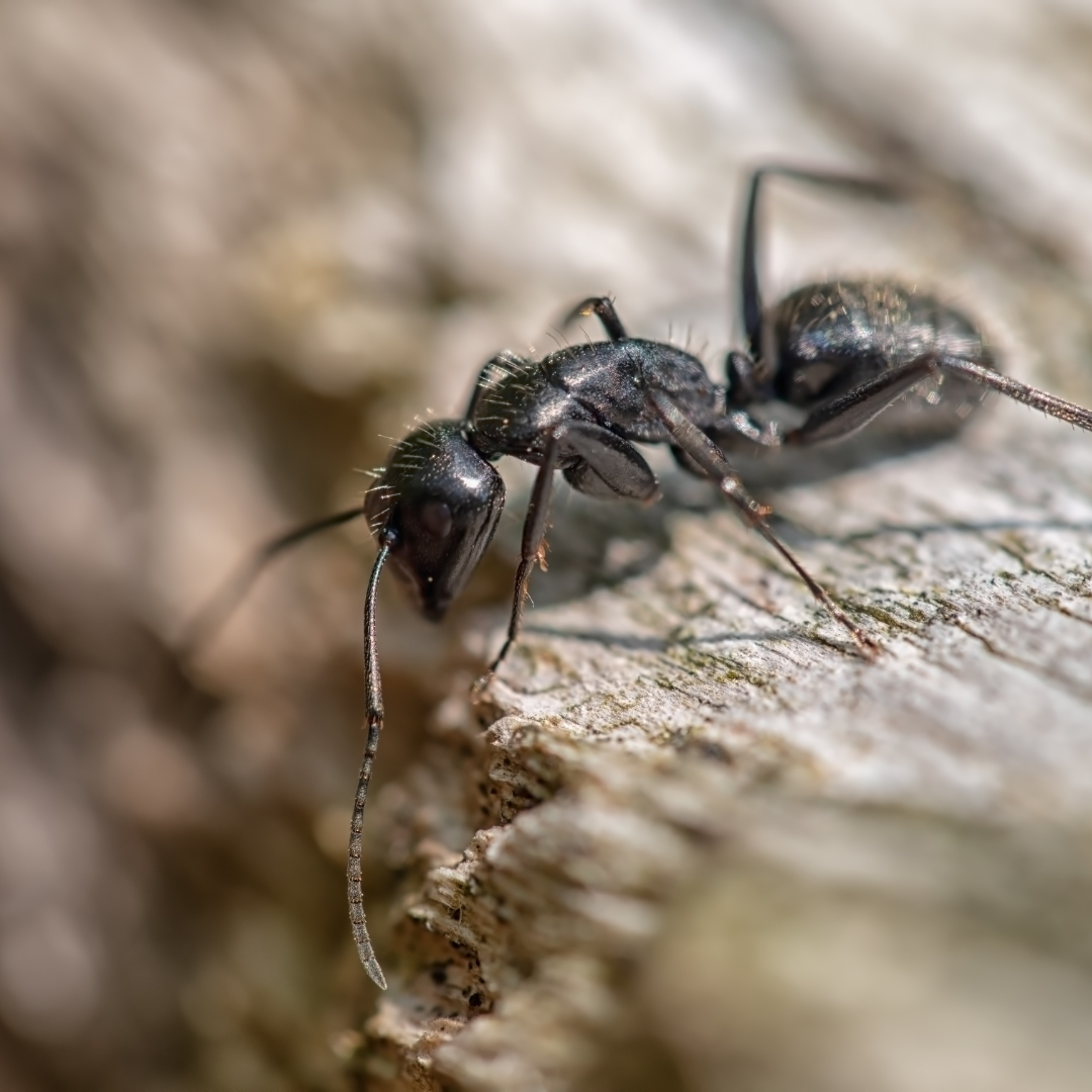 How To Get Rid of Carpenter Ants