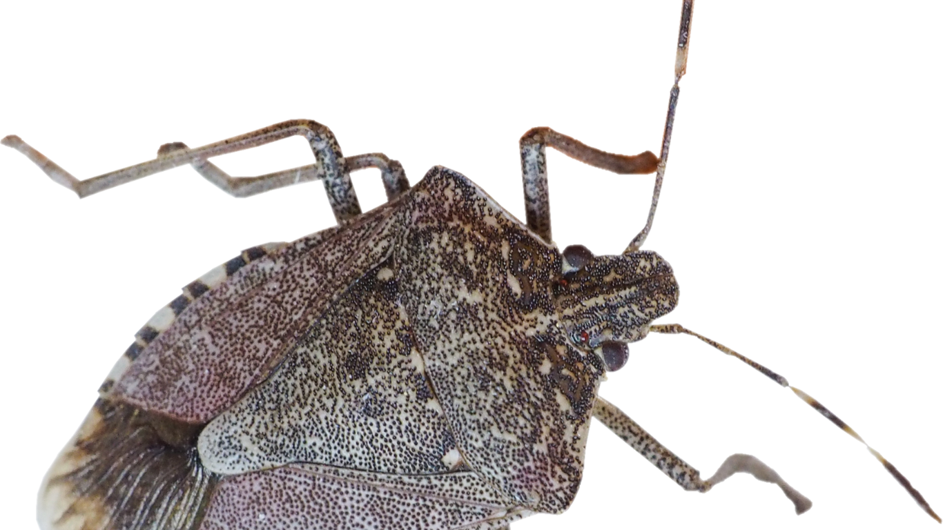 Brown marmorated stink bug, close-up. Mottled brown and tan body with prominent shield shape and antennae.