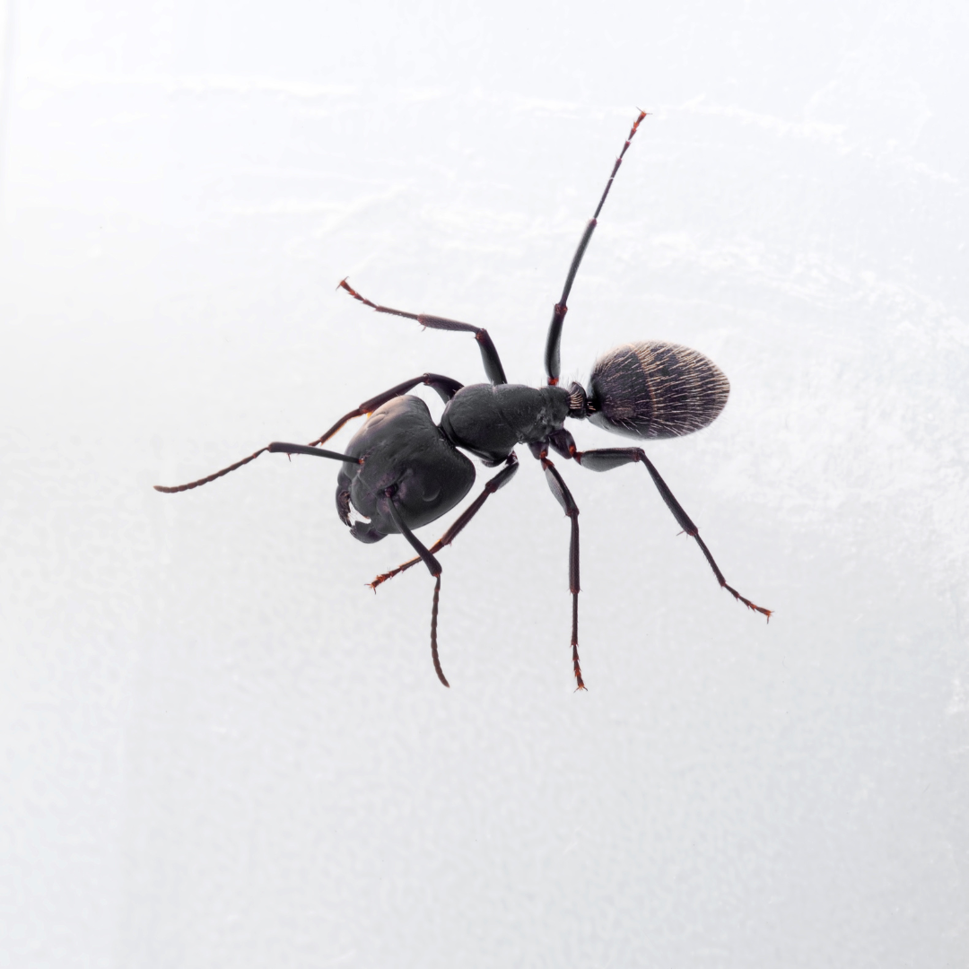 How To Get Rid of Carpenter Ants