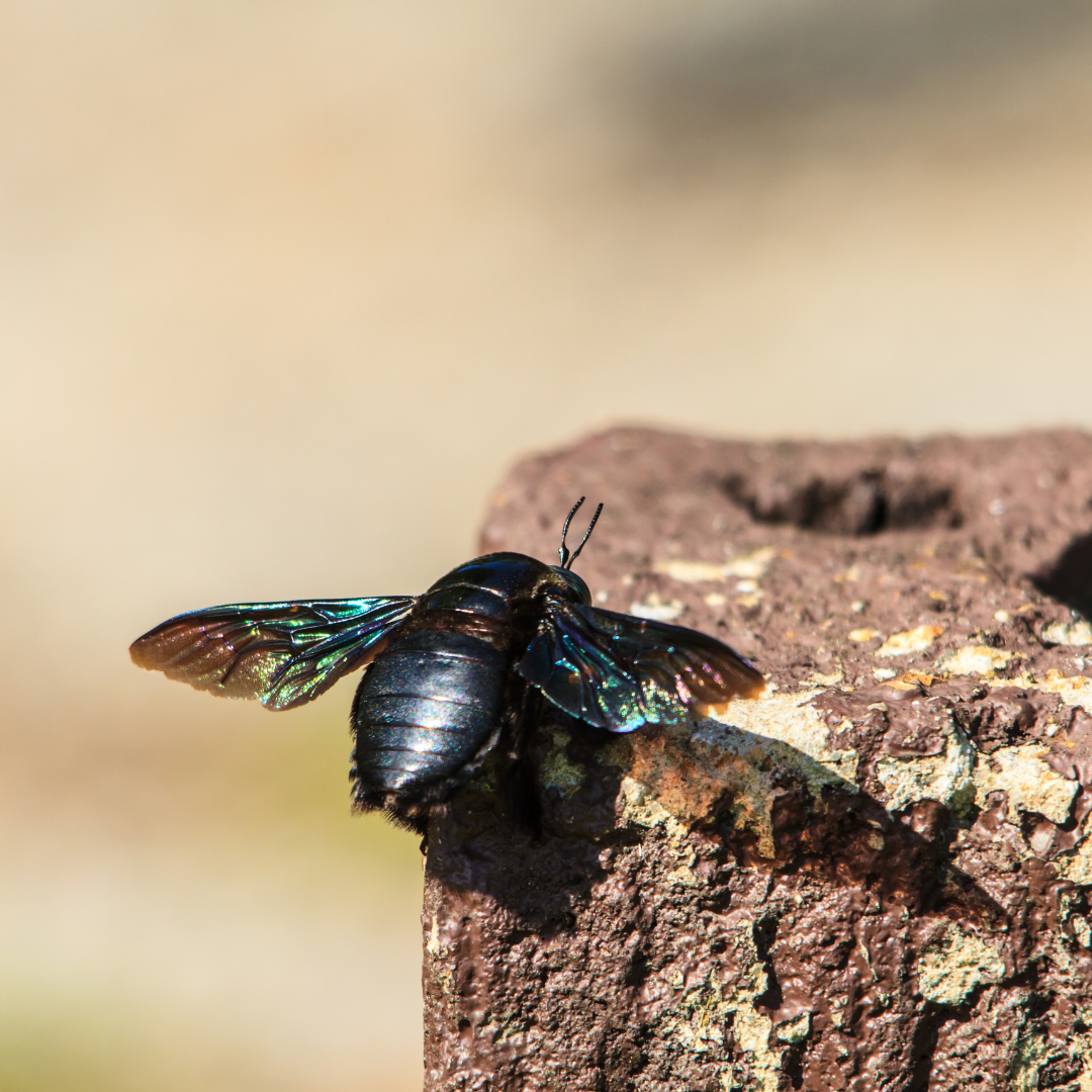 Do Carpenter Bees Sting