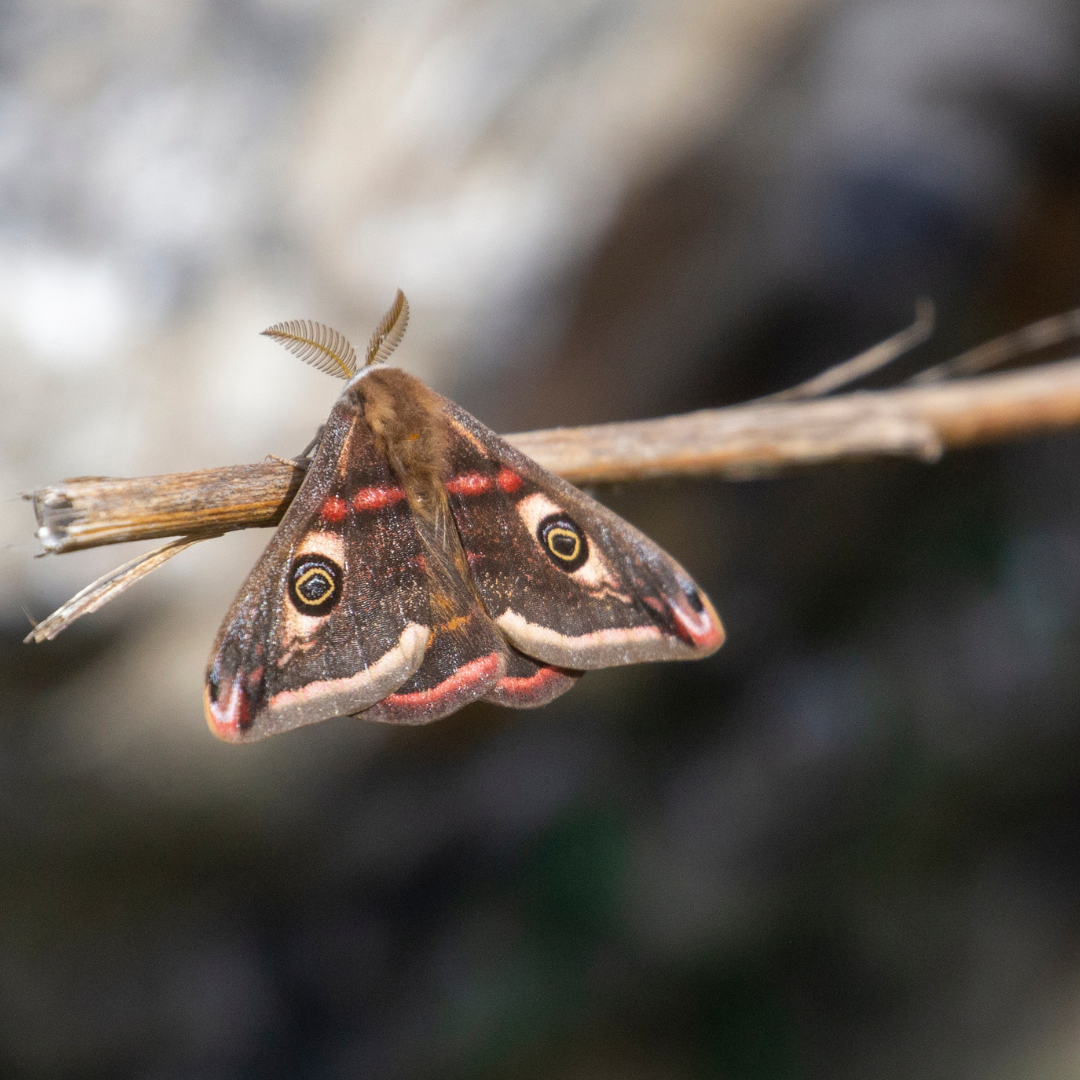 Do Moths Eat Clothes