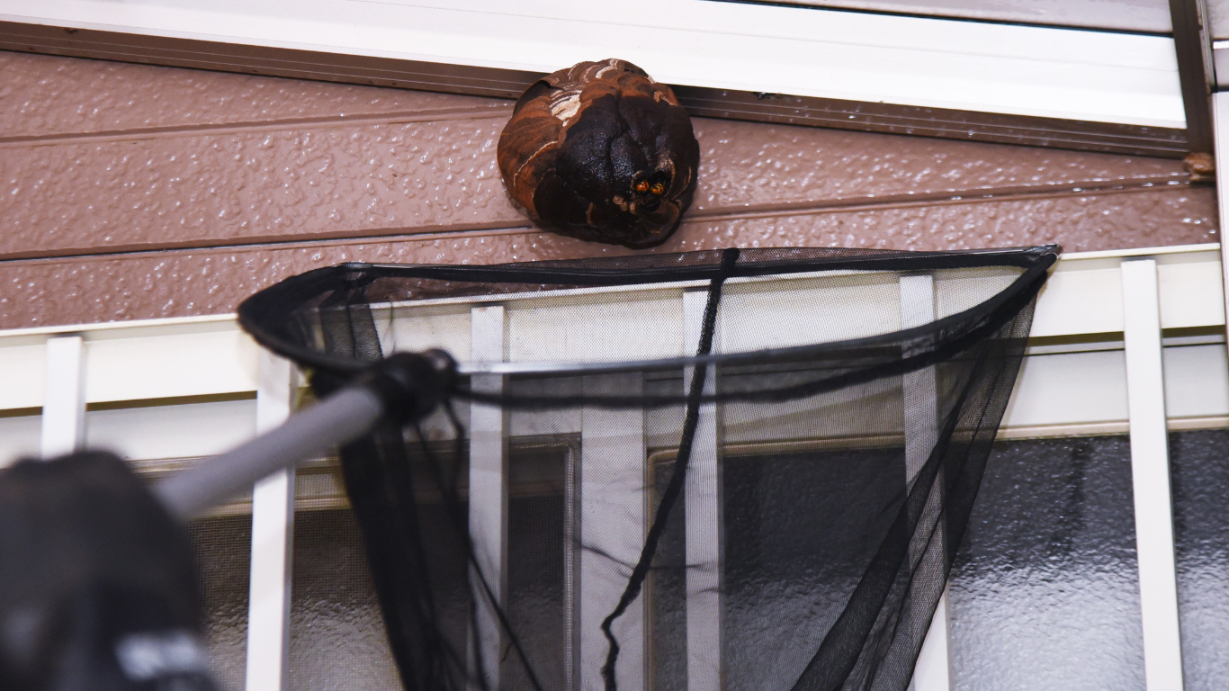 A wasp nest on a brown-sided building is being approached with a large black net.