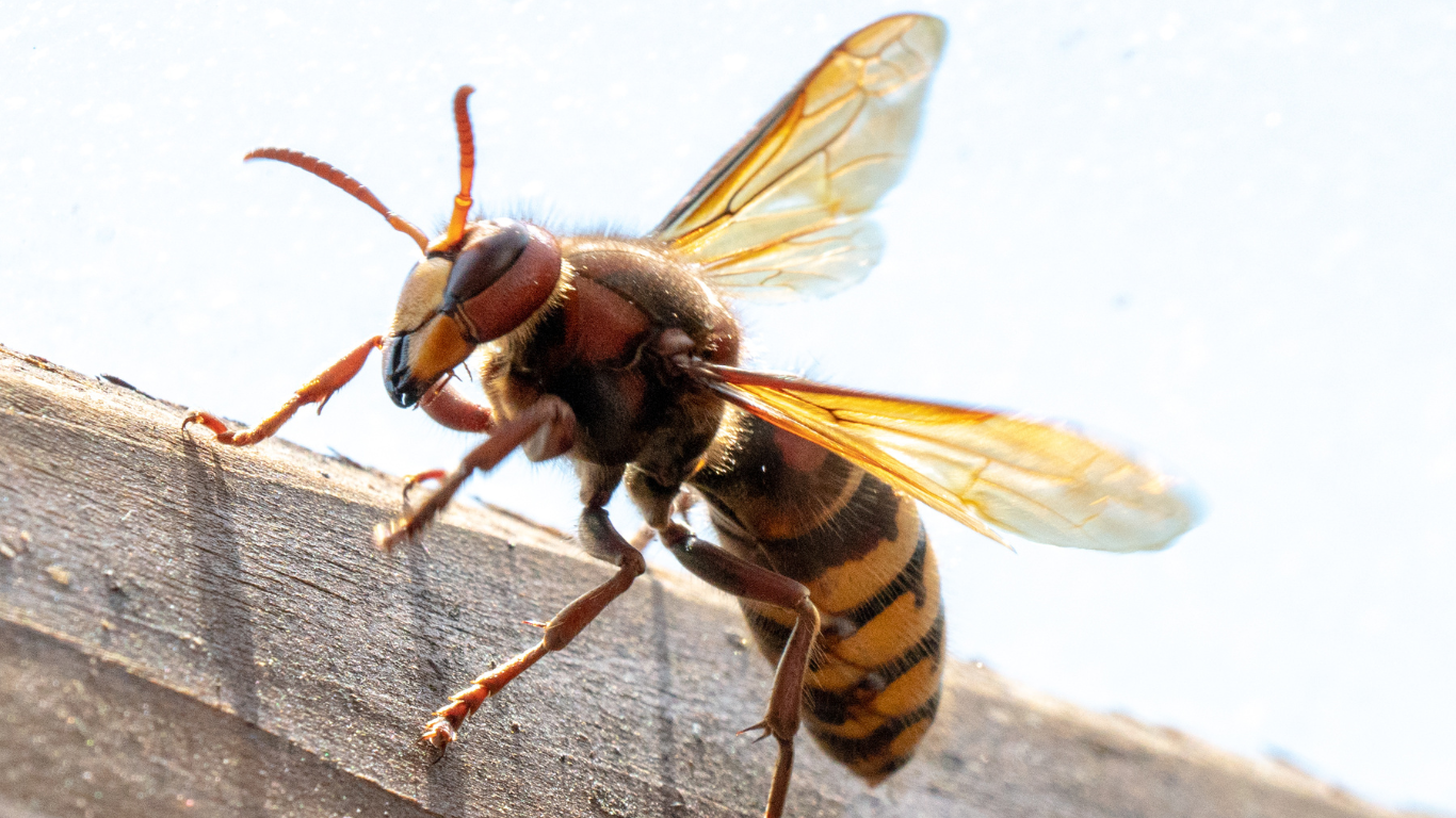 Hornet with brown and yellow stripes on a wooden surface, wings spread.