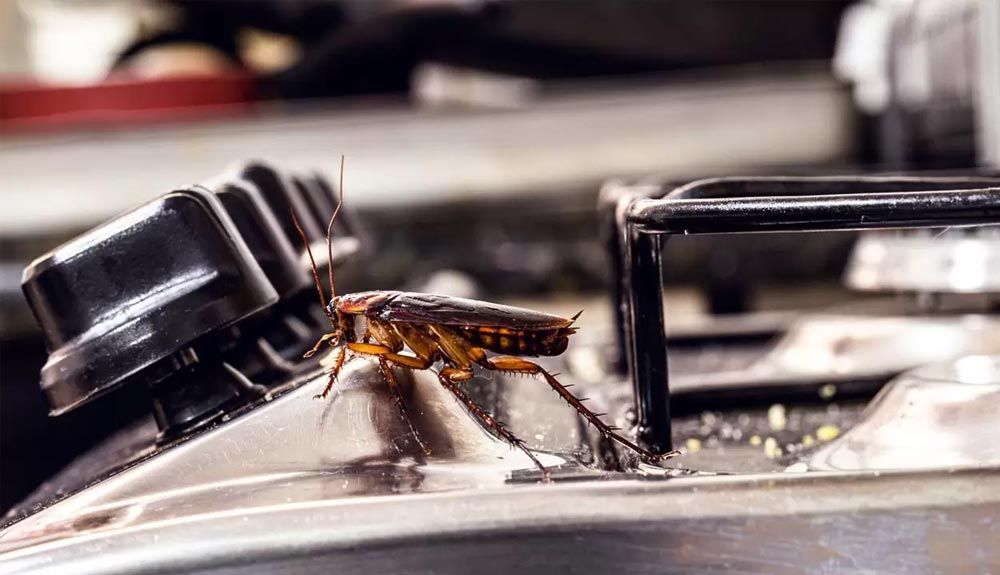 Cockroach on a stove burner, black knobs in background.