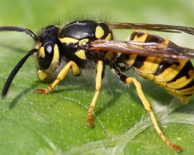 A close up of a wasp sitting on a green leaf.