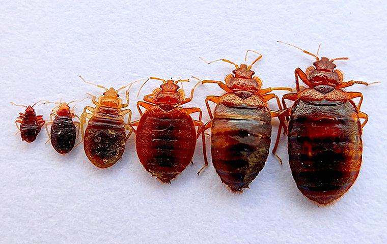 Bed bug life cycle: six bugs, from small to large, in varying reddish-brown shades, on a white surface.