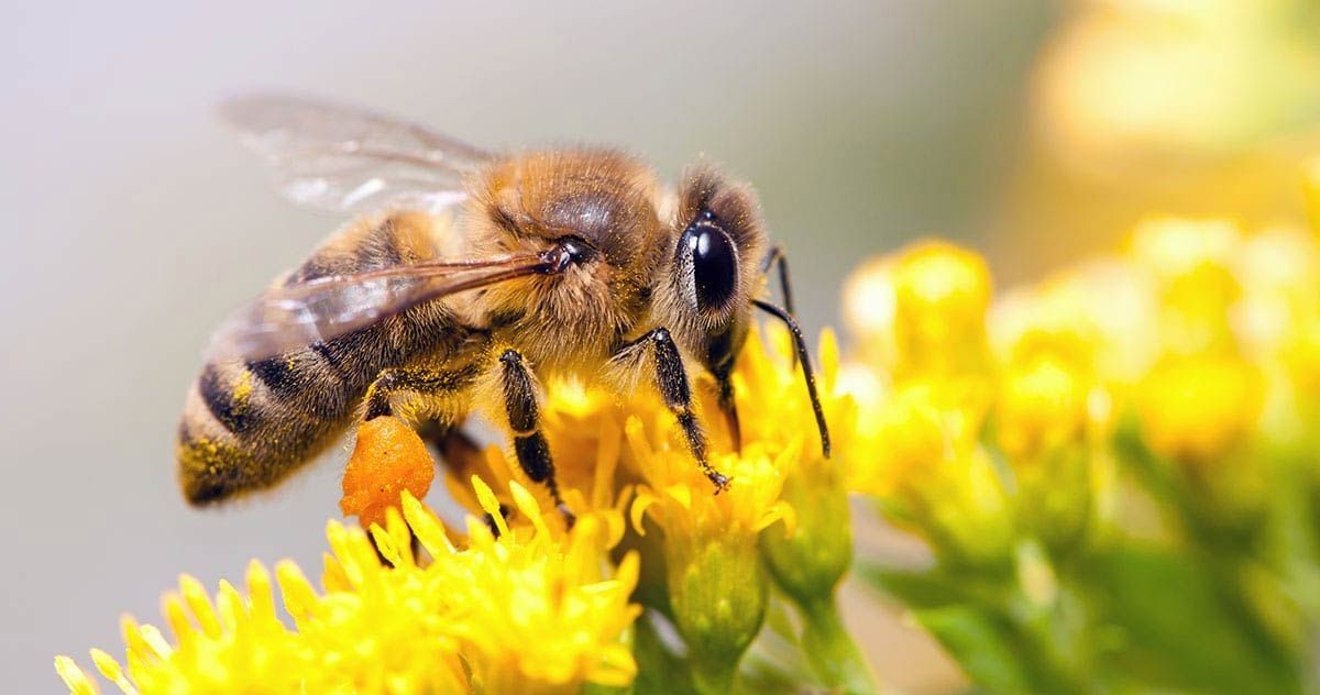 Bee gathering pollen from yellow flowers.