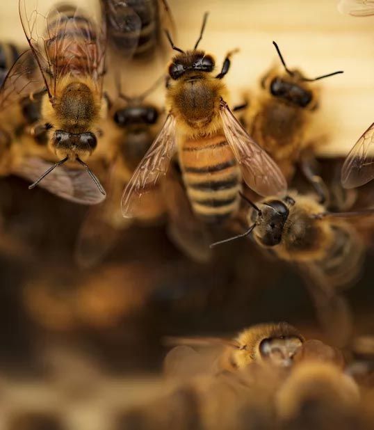 Bees clustered together, some in focus, showing striped abdomens and wings.