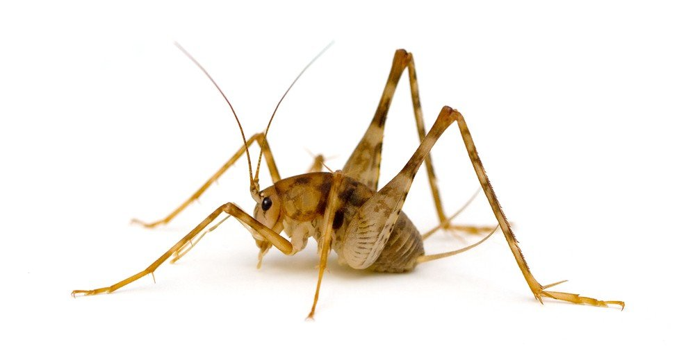 Camel cricket on white background. Light brown and beige insect with long legs and antennae.