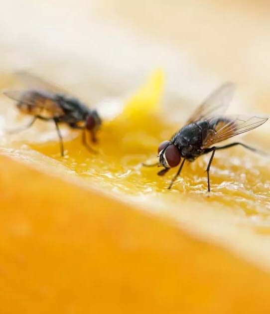 Two flies feeding on a slice of orange fruit.