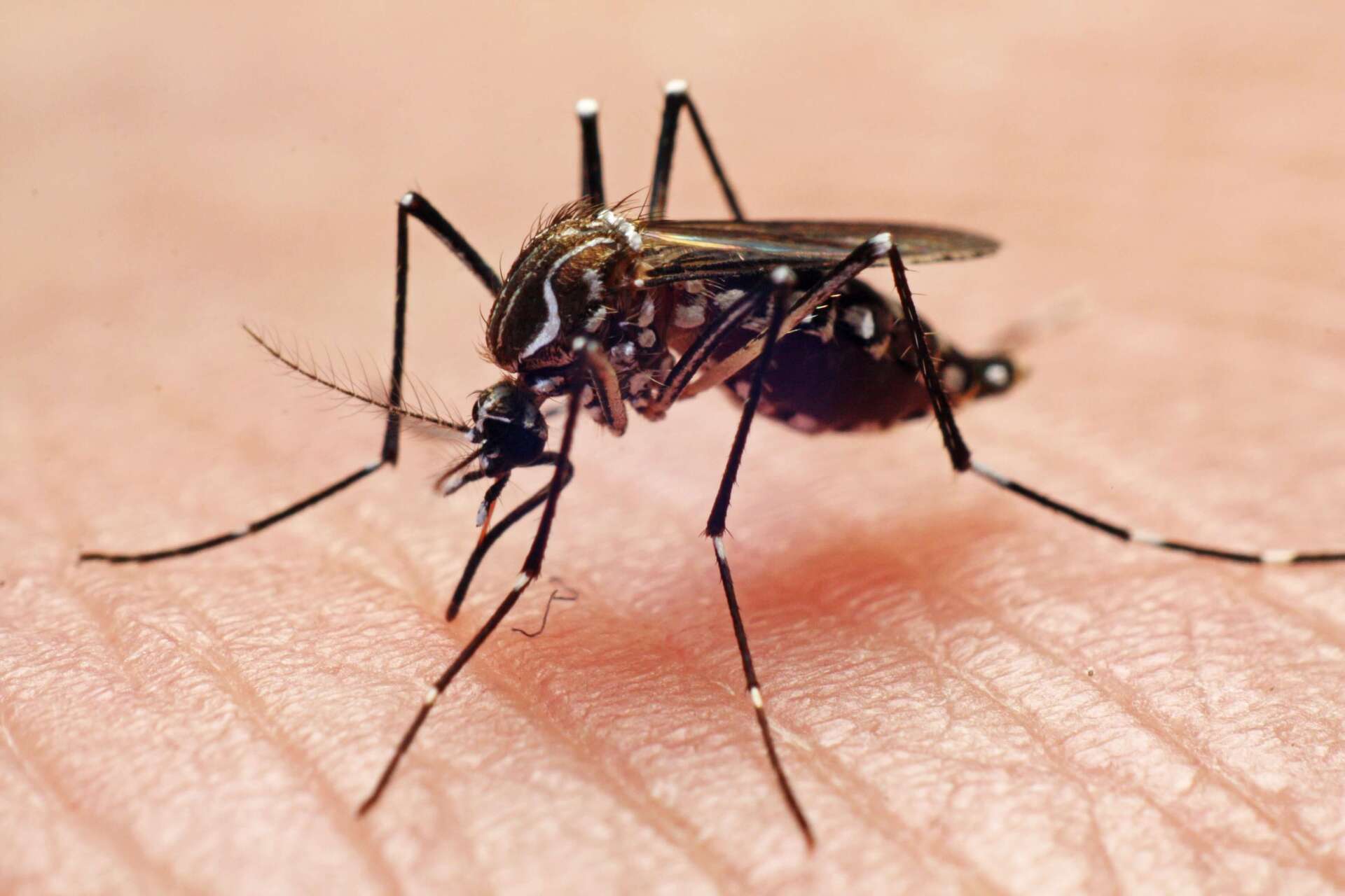 A mosquito on skin, black and white stripes on legs, biting.