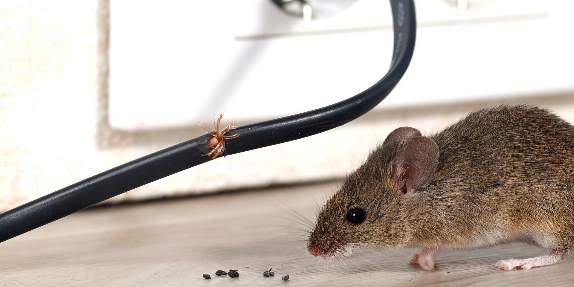 A mouse next to a chewed electrical cord, near an electrical outlet.