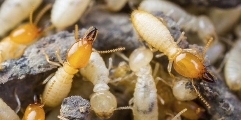 Close-up of termites crawling on wood and debris. The termites have brown heads and pale bodies.